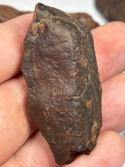 Echter Chondrit-Steinmeteorit (Sahara, Algerien) – Naturbelassene Unikate