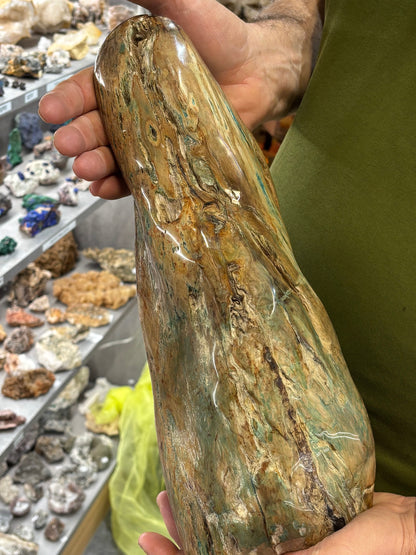 Versteinertes Holz mit Chrysokoll auf allen Seiten hochglanzpoliert, XL (ca. 5,5 Kg) in bester Qualität, Collawood Kupfermineralien Museumsstück Rarität fossiler Baumstamm Garut Java Indonesien