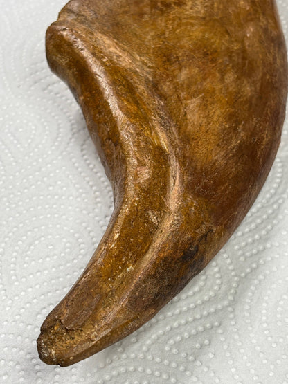 Carcharodontosaurier Kralle XXL ca. 19cm, mit Zertifikat!, naturbelassen Museum, afrikanischer T. Rex Kem Kem Marokko