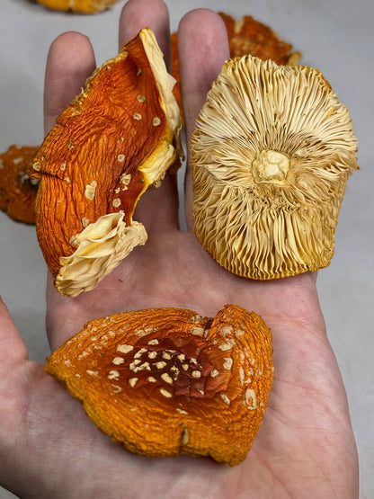 Fliegenpilz Kappen getrocknet, Österreich, 100% Sklerotium Amanita Muscaria, Roter Fliegenpilz, Fly agaric, Glückspilz