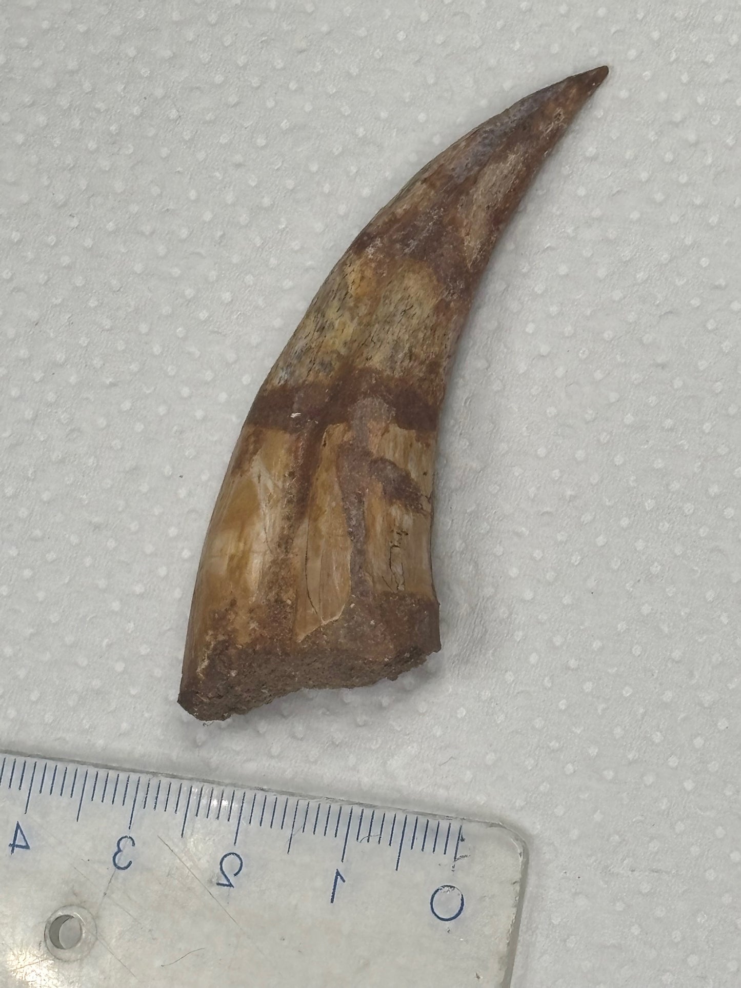 Carcharodontosaurier Handkralle groß ca. 6,8cm, mit Zertifikat!, naturbelassen Museum, afrikanischer T. Rex Kem Kem Marokko
