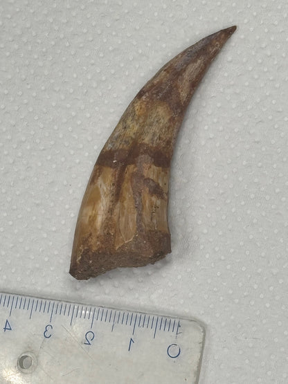 Carcharodontosaurier Handkralle groß ca. 6,8cm, mit Zertifikat!, naturbelassen Museum, afrikanischer T. Rex Kem Kem Marokko