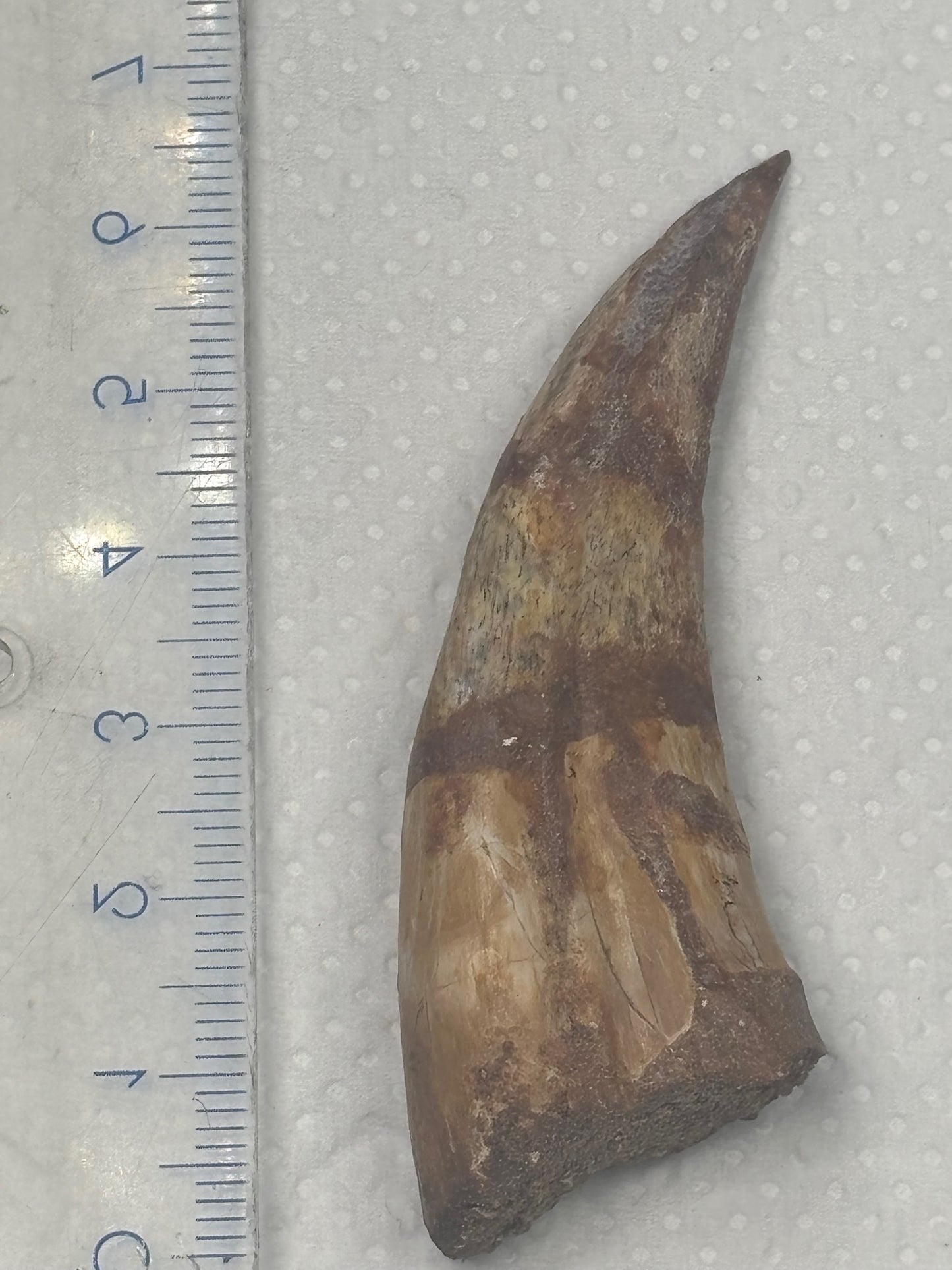 Carcharodontosaurier Handkralle groß ca. 6,8cm, mit Zertifikat!, naturbelassen Museum, afrikanischer T. Rex Kem Kem Marokko