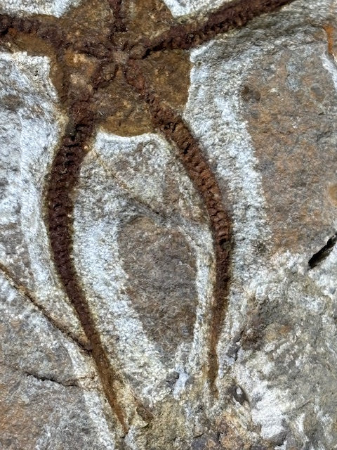 Schlangenstern Fossilienplatte XXL ca. 14,5 Kg in bester Qualität, Seelilien Gastropode Fossilien Muschel Schlangenseestern Fossilienwand Konservatlagerstätten Fossilien Seestern