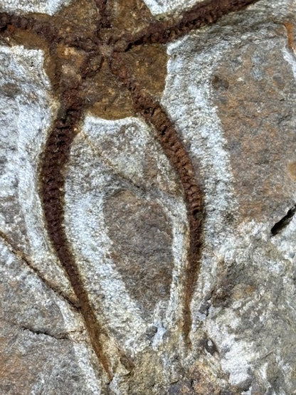 Schlangenstern Fossilienplatte XXL ca. 14,5 Kg in bester Qualität, Seelilien Gastropode Fossilien Muschel Schlangenseestern Fossilienwand Konservatlagerstätten Fossilien Seestern