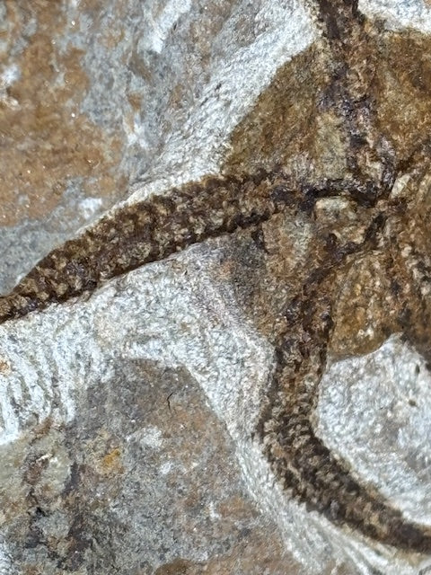 Schlangenstern Fossilienplatte XXL ca. 14,5 Kg in bester Qualität, Seelilien Gastropode Fossilien Muschel Schlangenseestern Fossilienwand Konservatlagerstätten Fossilien Seestern