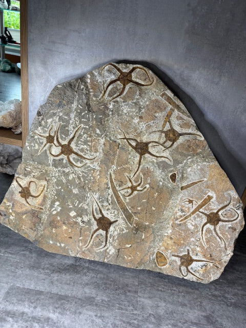 Schlangenstern Fossilienplatte XXL ca. 14,5 Kg in bester Qualität, Seelilien Gastropode Fossilien Muschel Schlangenseestern Fossilienwand Konservatlagerstätten Fossilien Seestern