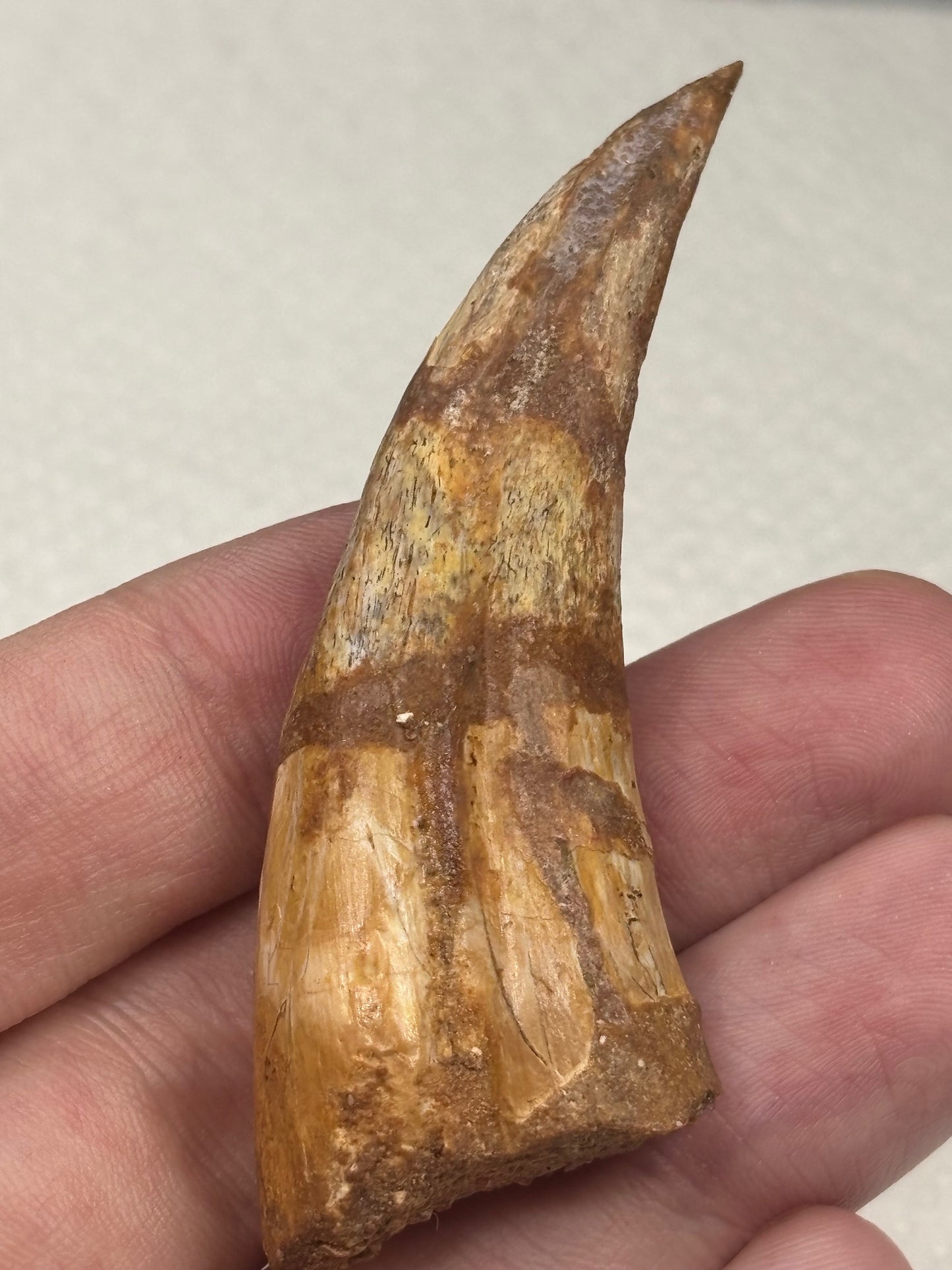 Carcharodontosaurier Handkralle groß ca. 6,8cm, mit Zertifikat!, naturbelassen Museum, afrikanischer T. Rex Kem Kem Marokko