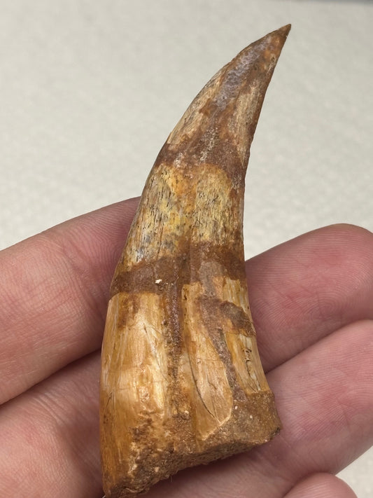 Carcharodontosaurier Handkralle groß ca. 6,8cm, mit Zertifikat!, naturbelassen Museum, afrikanischer T. Rex Kem Kem Marokko