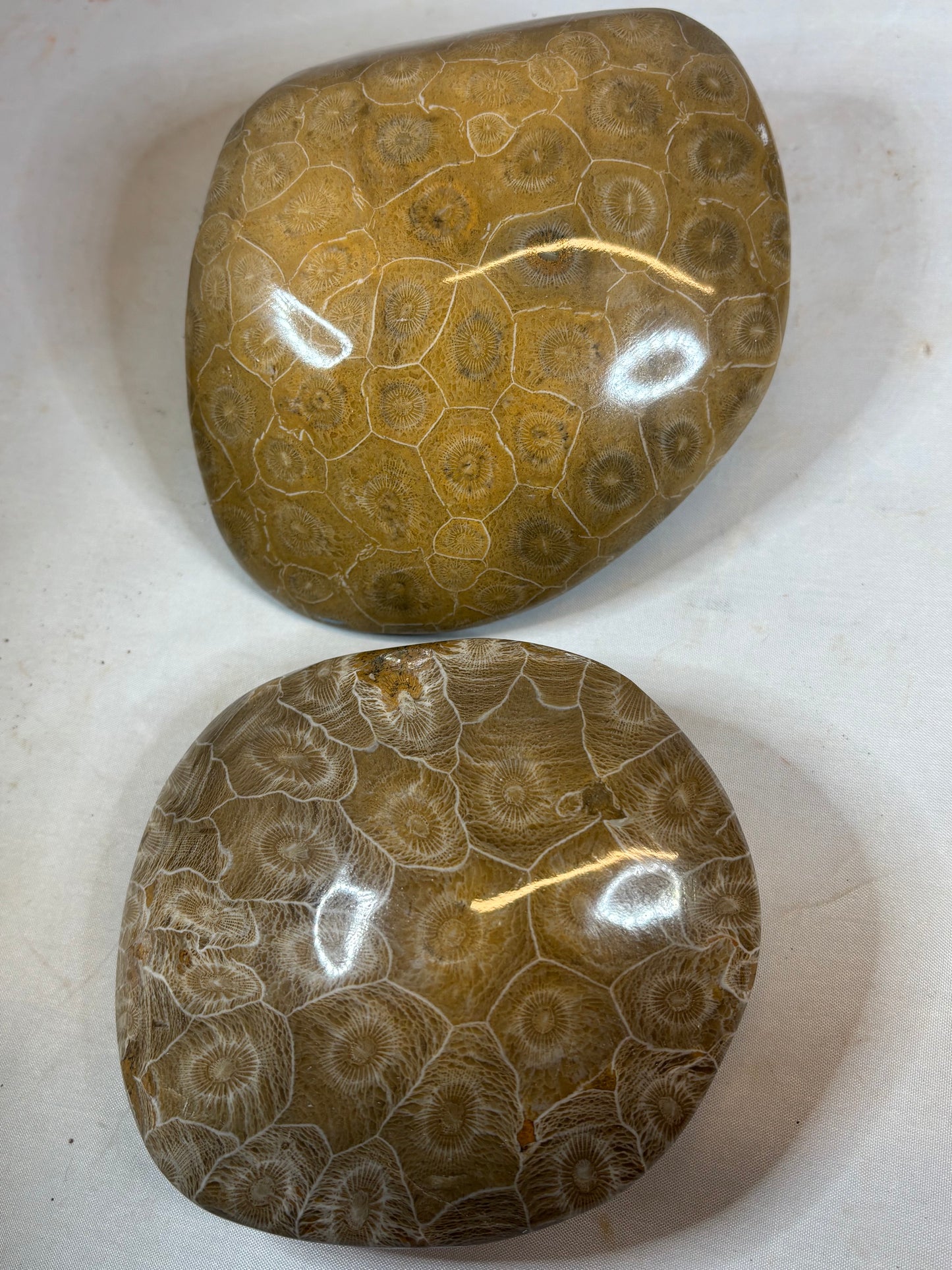 Fossile Koralle Handschmeichler XL, Marokko hochglanzpoliert