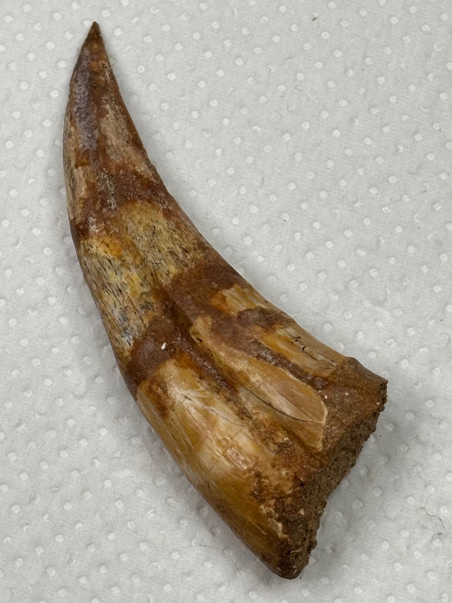 Carcharodontosaurier Handkralle groß ca. 6,8cm, mit Zertifikat!, naturbelassen Museum, afrikanischer T. Rex Kem Kem Marokko