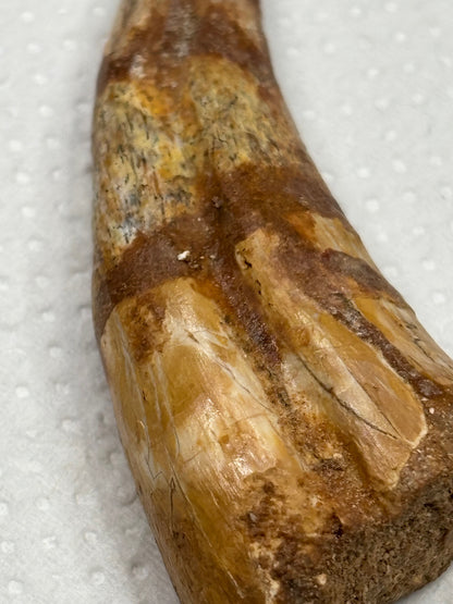 Carcharodontosaurier Handkralle groß ca. 6,8cm, mit Zertifikat!, naturbelassen Museum, afrikanischer T. Rex Kem Kem Marokko