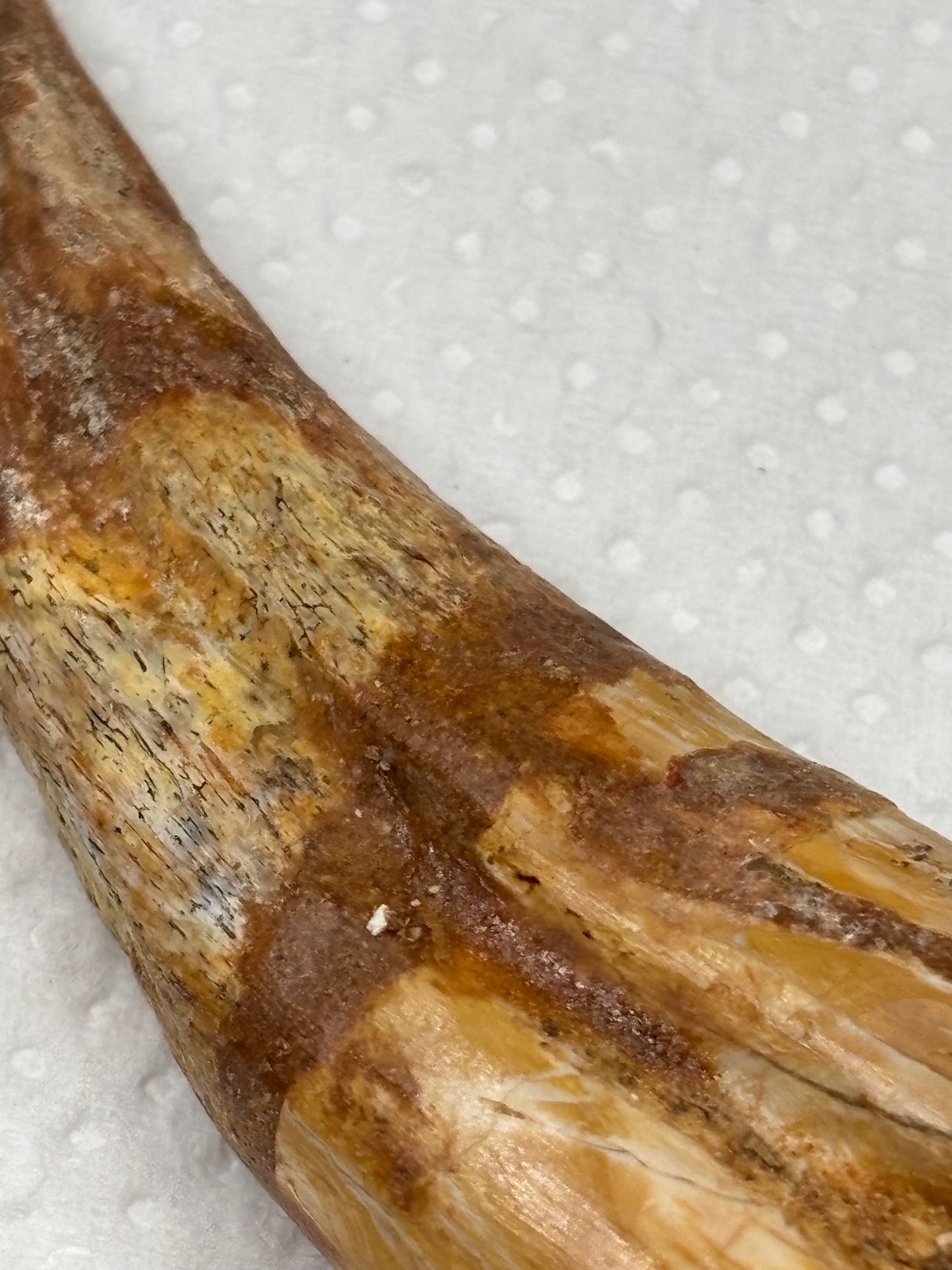 Carcharodontosaurier Handkralle groß ca. 6,8cm, mit Zertifikat!, naturbelassen Museum, afrikanischer T. Rex Kem Kem Marokko