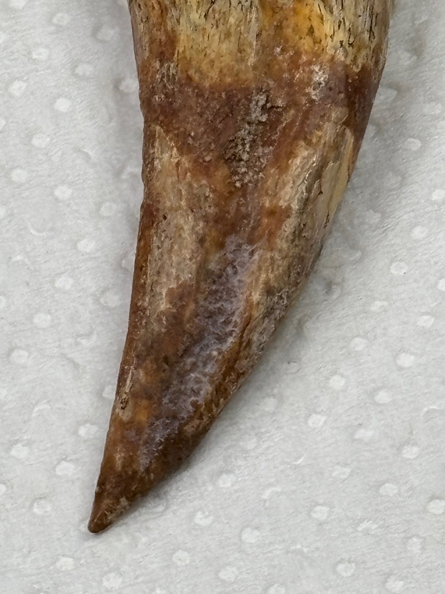 Carcharodontosaurier Handkralle groß ca. 6,8cm, mit Zertifikat!, naturbelassen Museum, afrikanischer T. Rex Kem Kem Marokko