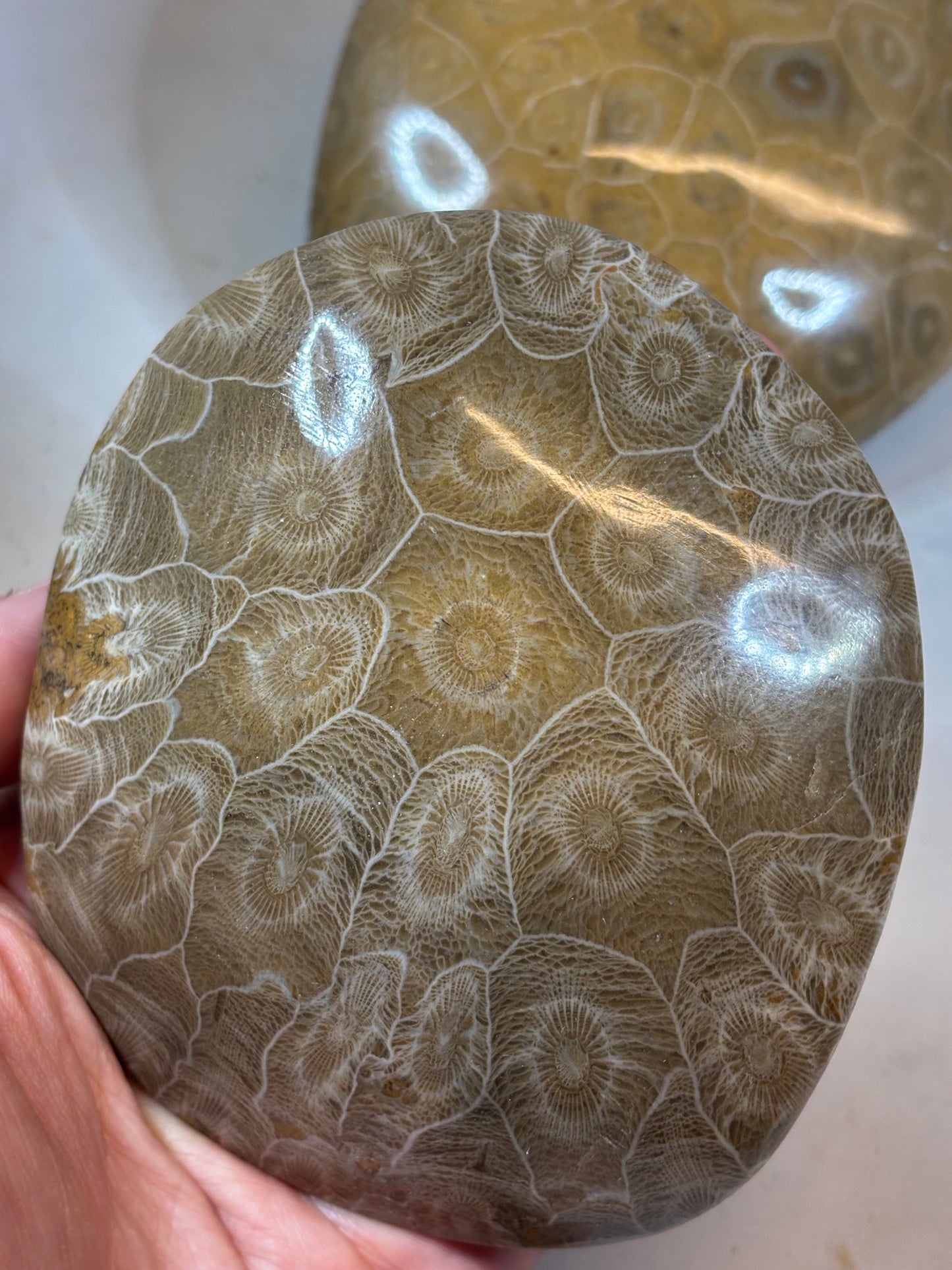 Fossile Koralle Handschmeichler XL, Marokko hochglanzpoliert