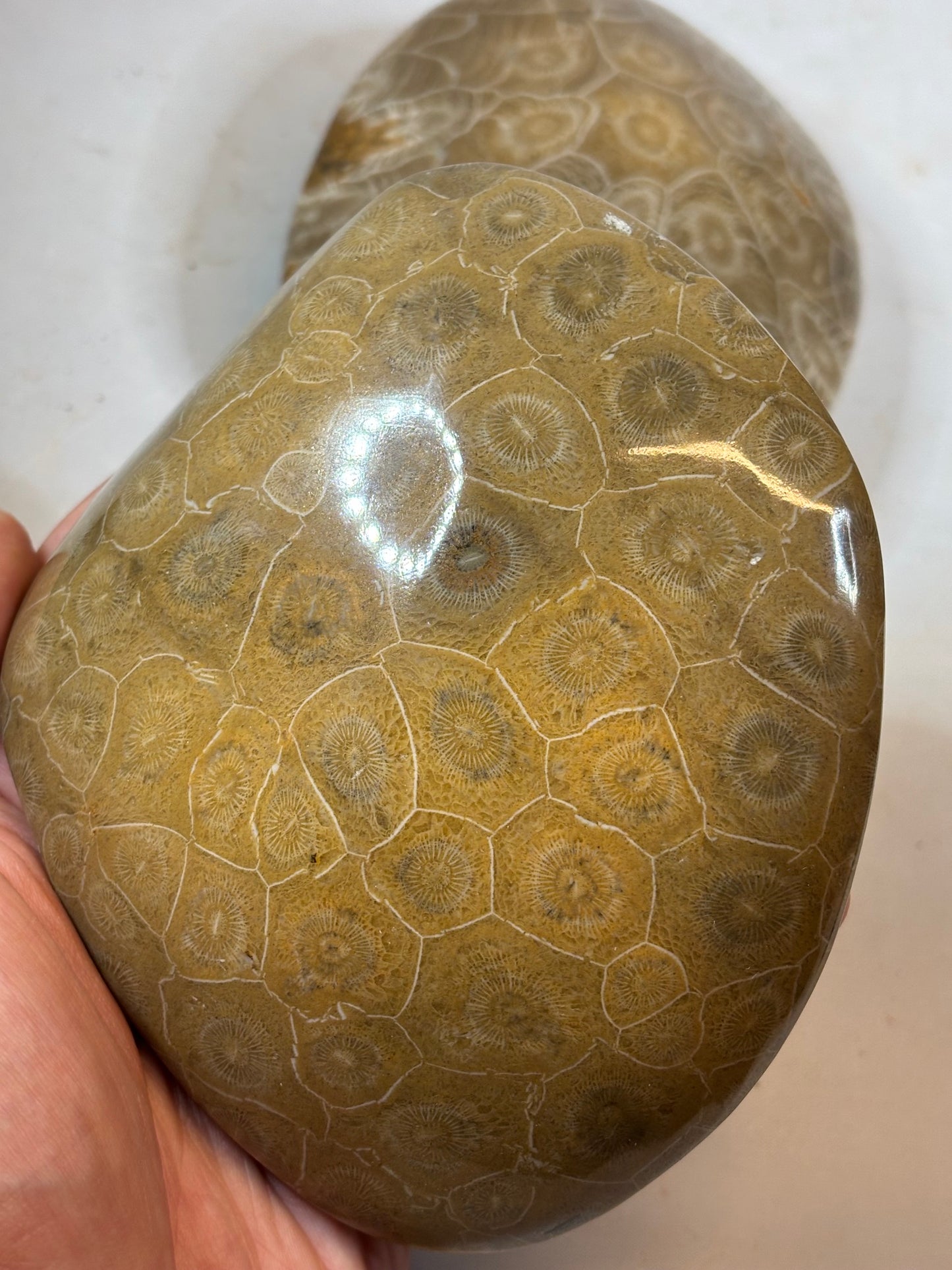 Fossile Koralle Handschmeichler XL, Marokko hochglanzpoliert