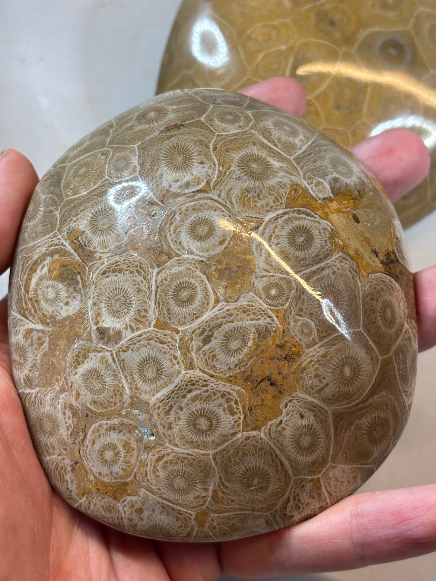 Fossile Koralle Handschmeichler XL, Marokko hochglanzpoliert