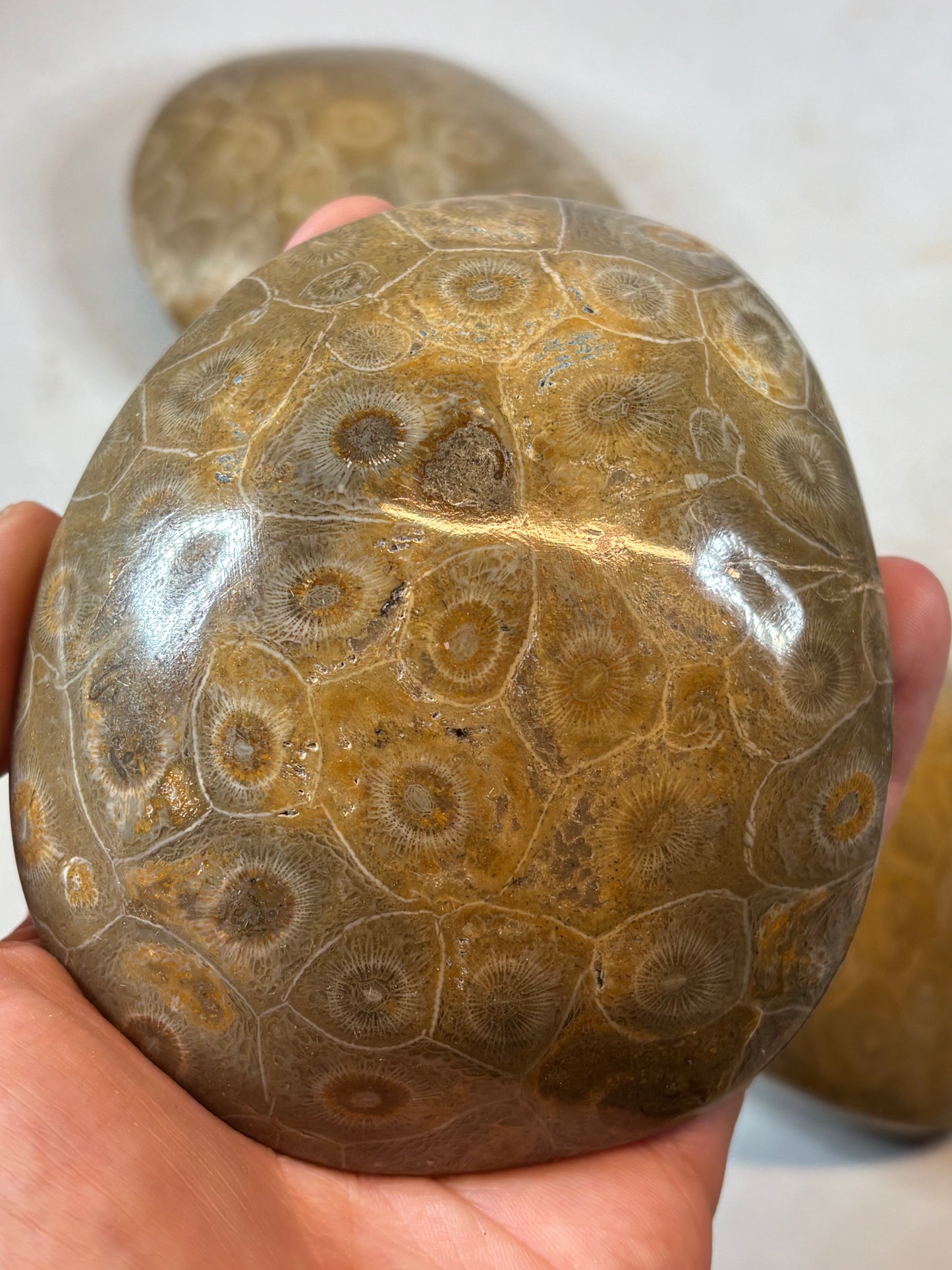 Fossile Koralle Handschmeichler XL, Marokko hochglanzpoliert
