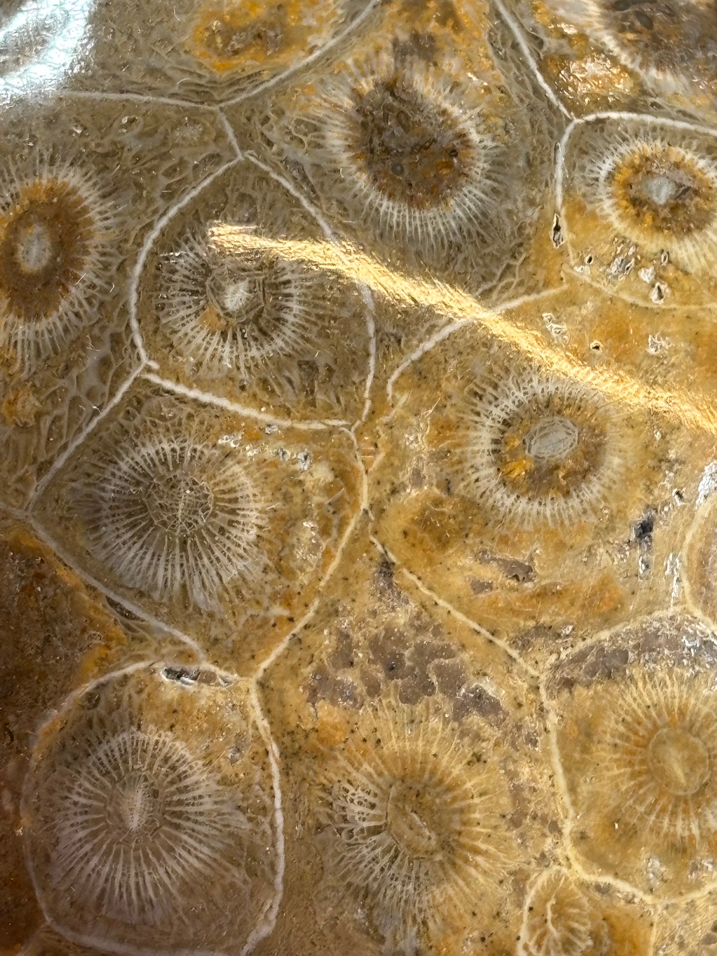 Fossile Koralle Handschmeichler XL, Marokko hochglanzpoliert