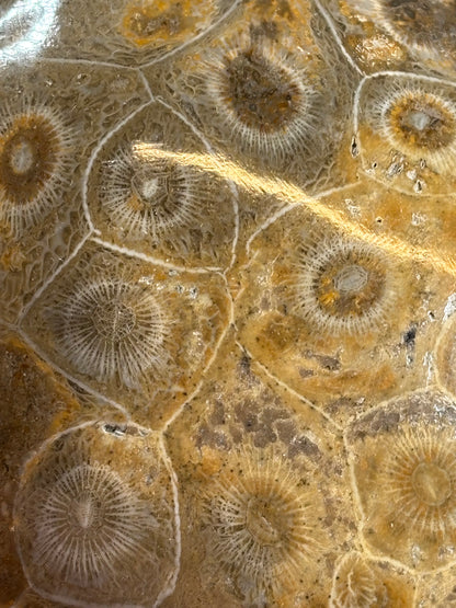Fossile Koralle Handschmeichler XL, Marokko hochglanzpoliert