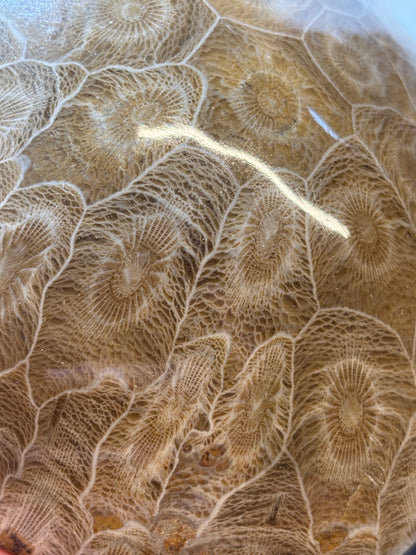 Fossile Koralle Handschmeichler XL, Marokko hochglanzpoliert