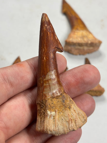 Fossiler Onchopristis numidus Rostralzahn (Sägefisch), Marokko Zahn