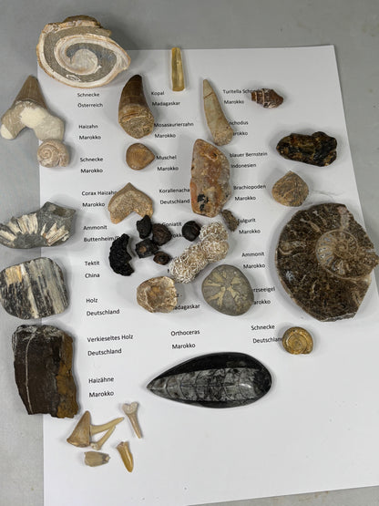 Fossilien Sammlung mit 25 Stück (Adventkalender)
