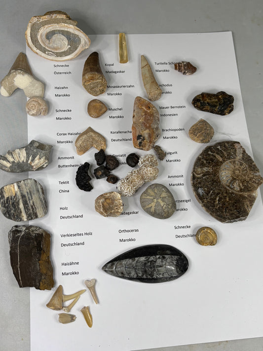 Fossilien Sammlung mit 25 Stück (Adventkalender)