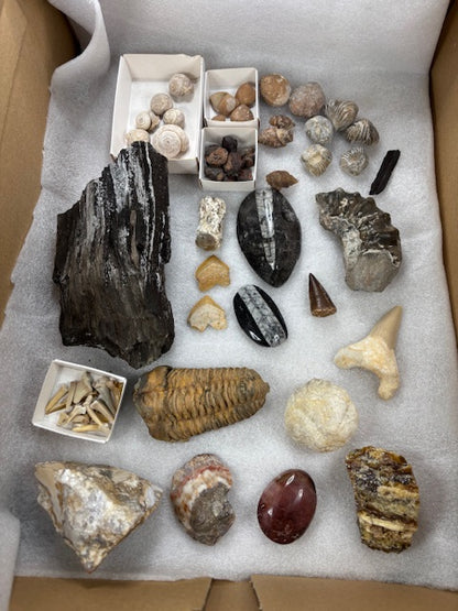 Fossilien Sammlung groß ideal für Einsteiger in bester Qualität