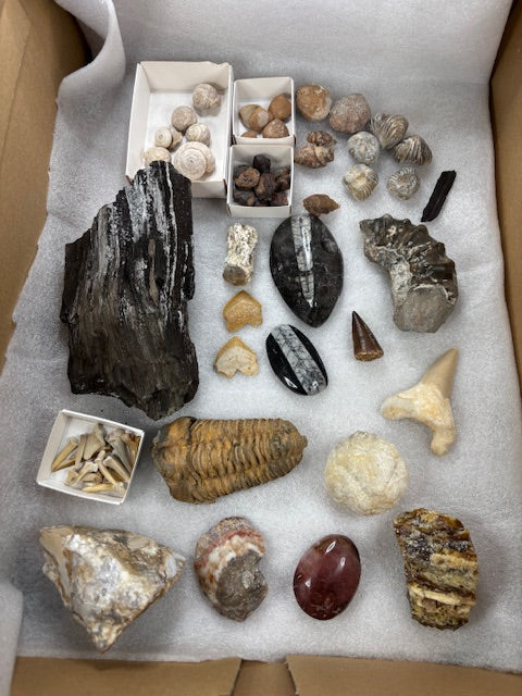 Fossilien Sammlung groß ideal für Einsteiger in bester Qualität