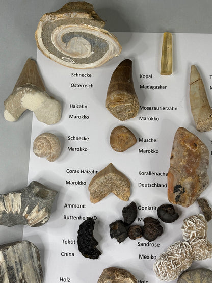 Fossilien Sammlung mit 25 Stück (Adventkalender)