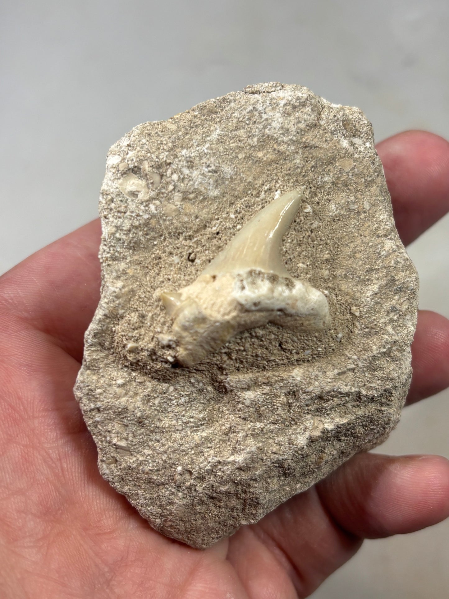 Fossiler Haizahn in Matrix – Echter Urzeit-Zahn aus Marokko Gattung: Otodus Obliquus (Schreckenshai)