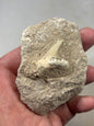Fossiler Haizahn in Matrix – Echter Urzeit-Zahn aus Marokko Gattung: Otodus Obliquus (Schreckenshai)