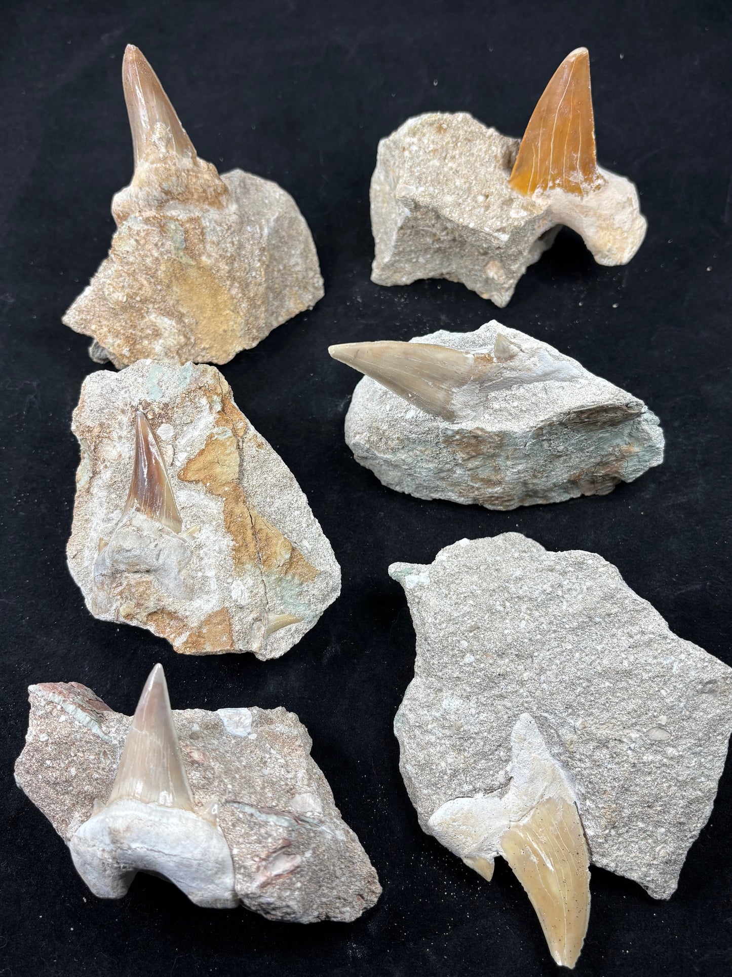 XL Haizahn in Matrix, Marokko Gattung: Otudus Obliquus