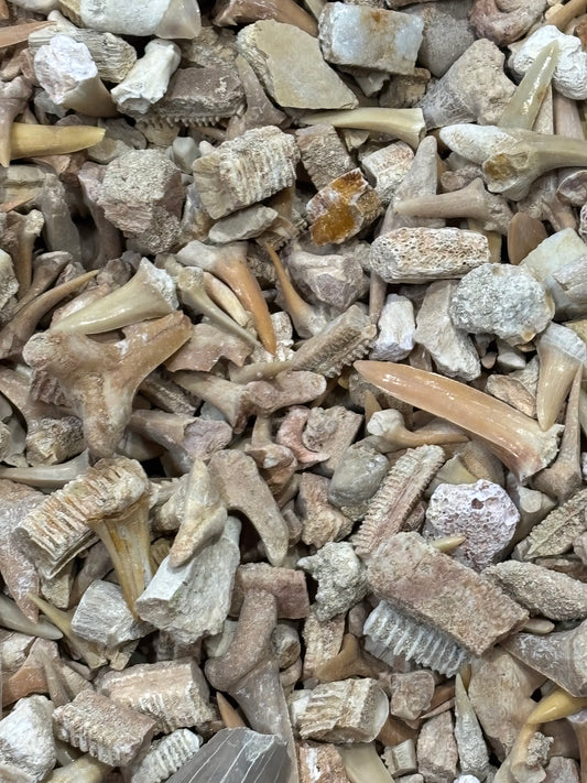 Echtes Fossilien Set aus Marokko - Fossile Haizähne, Rochenzähne und vieles mehr Natur Unikate