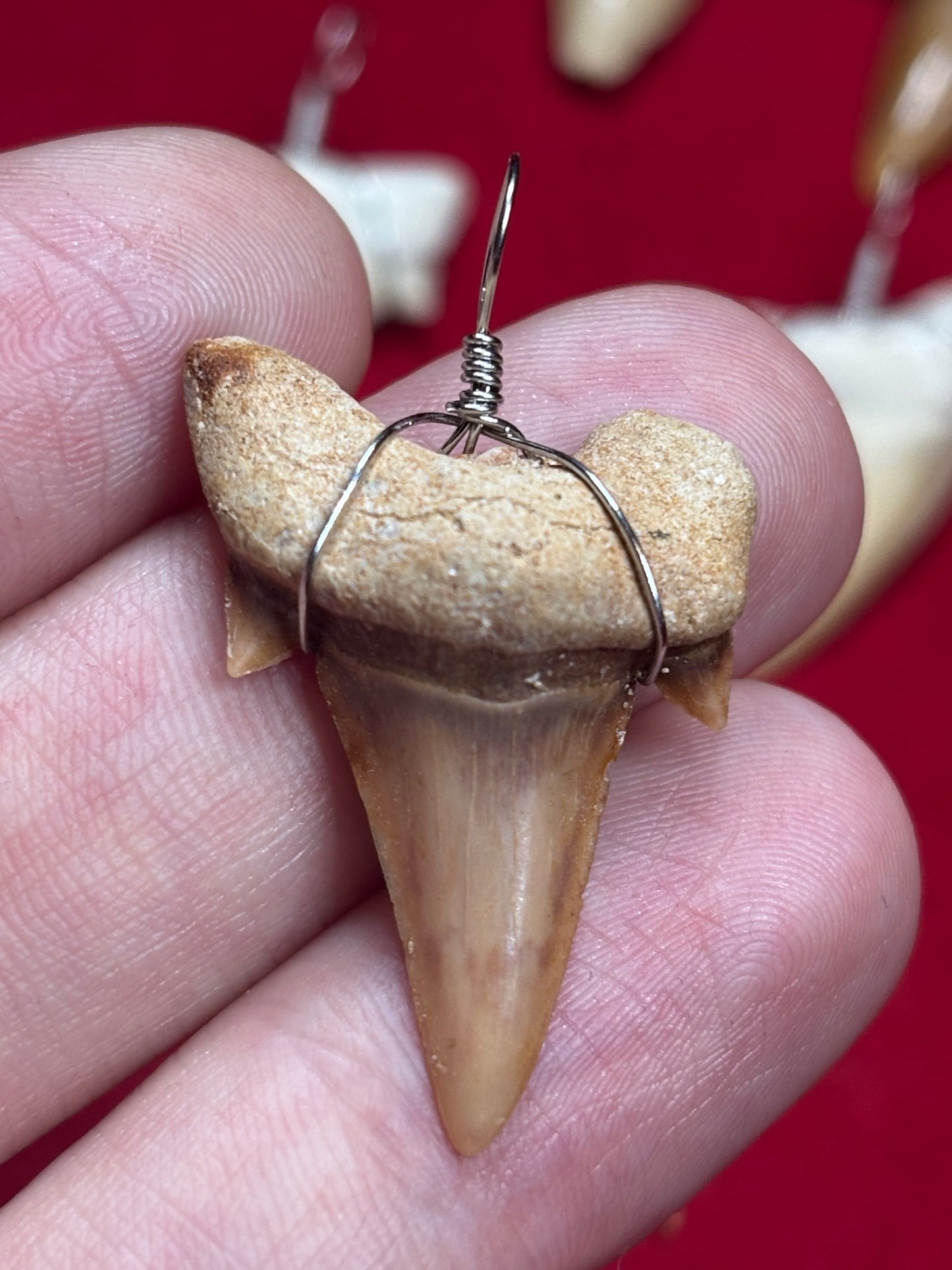 Haizahn Anhänger groß (ca. 3,5cm Länge), Marokko Hai Gattung: Otudus Obliquus