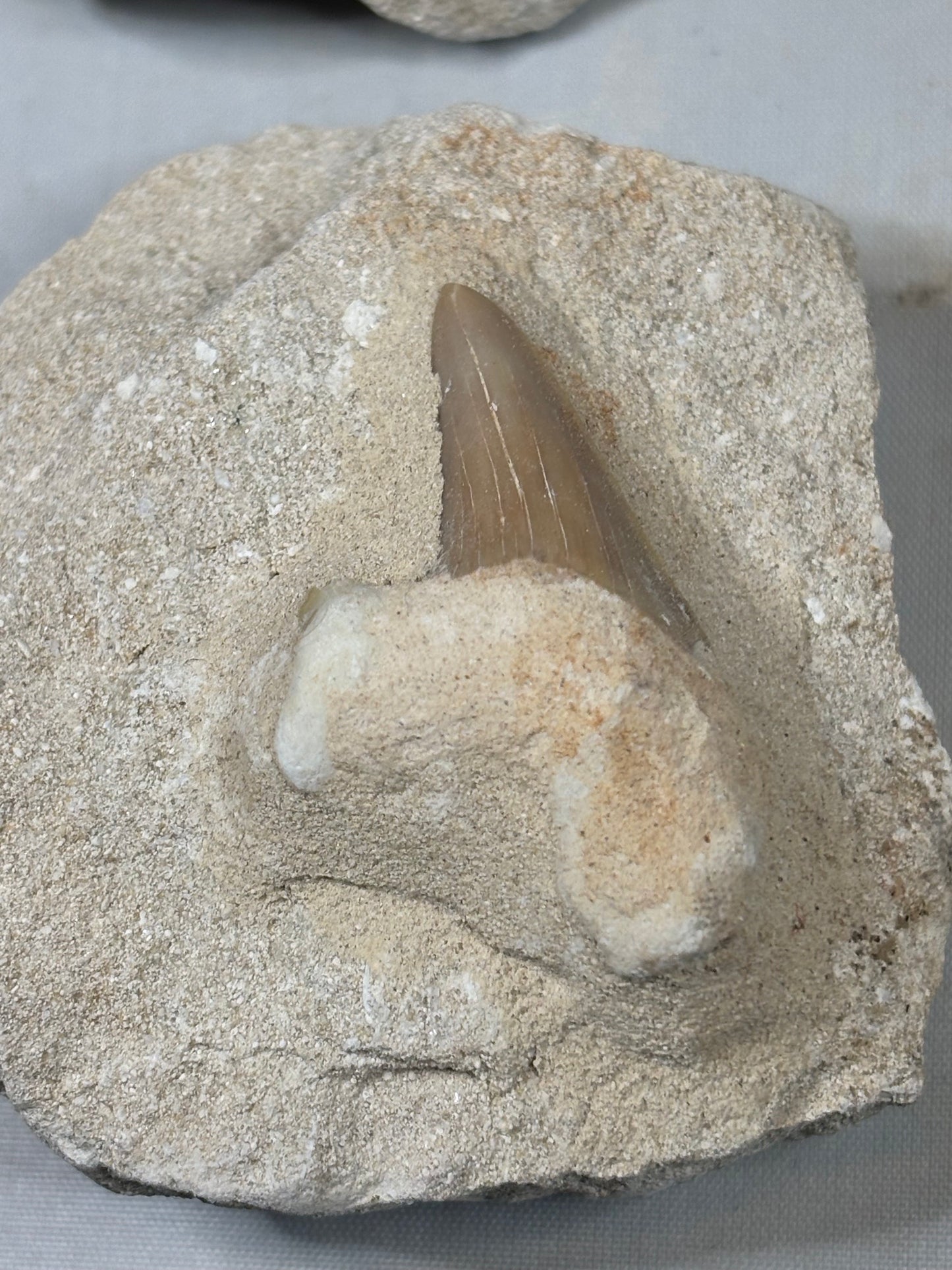 Fossiler Haizahn in Matrix – Echter Urzeit-Zahn aus Marokko Gattung: Otodus Obliquus (Schreckenshai)