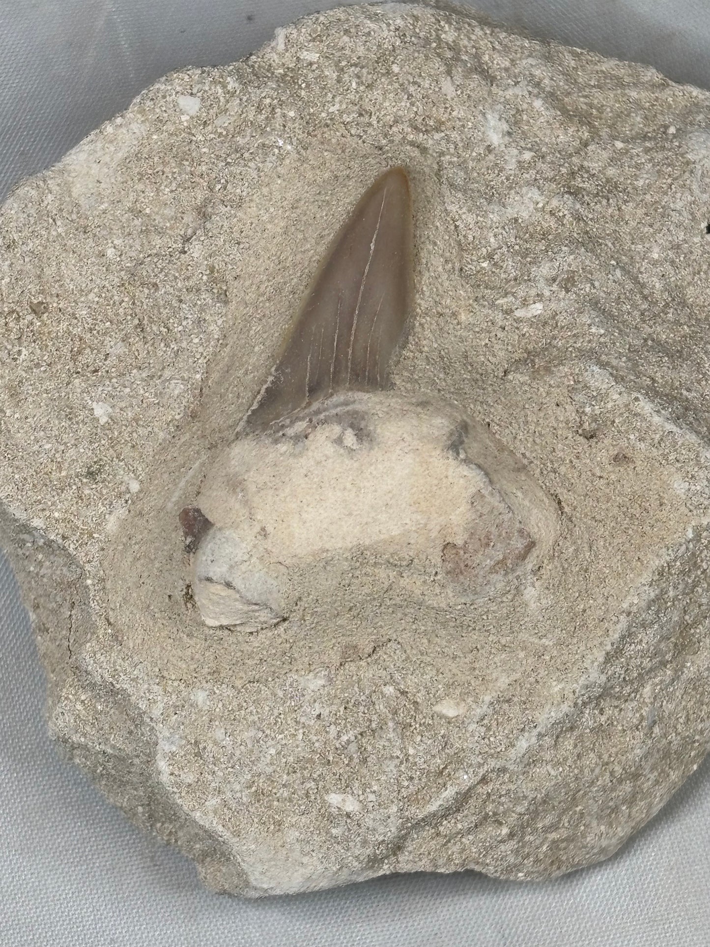 Fossiler Haizahn in Matrix – Echter Urzeit-Zahn aus Marokko Gattung: Otodus Obliquus (Schreckenshai)