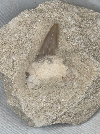 Fossiler Haizahn in Matrix – Echter Urzeit-Zahn aus Marokko Gattung: Otodus Obliquus (Schreckenshai)
