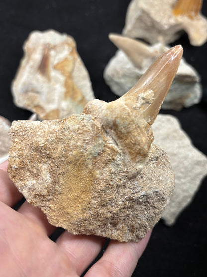 XL Haizahn in Matrix, Marokko Gattung: Otudus Obliquus