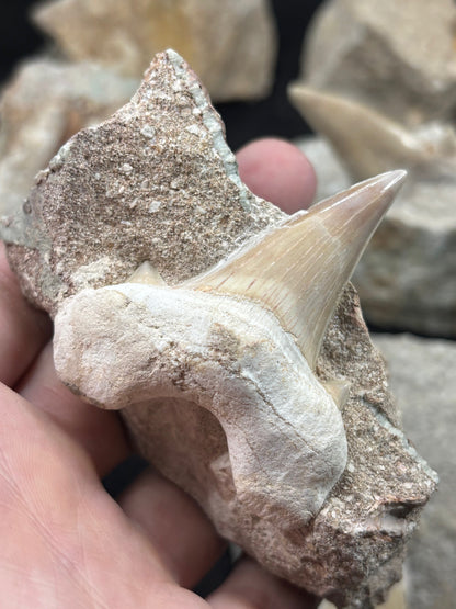 XL Haizahn in Matrix, Marokko Gattung: Otudus Obliquus