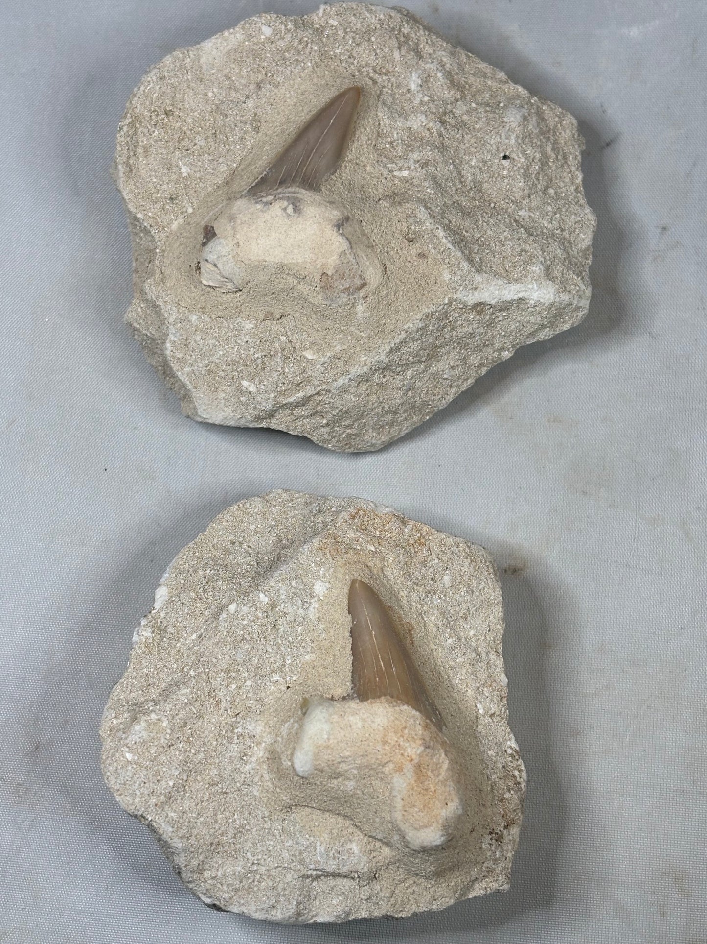 Fossiler Haizahn in Matrix – Echter Urzeit-Zahn aus Marokko Gattung: Otodus Obliquus (Schreckenshai)