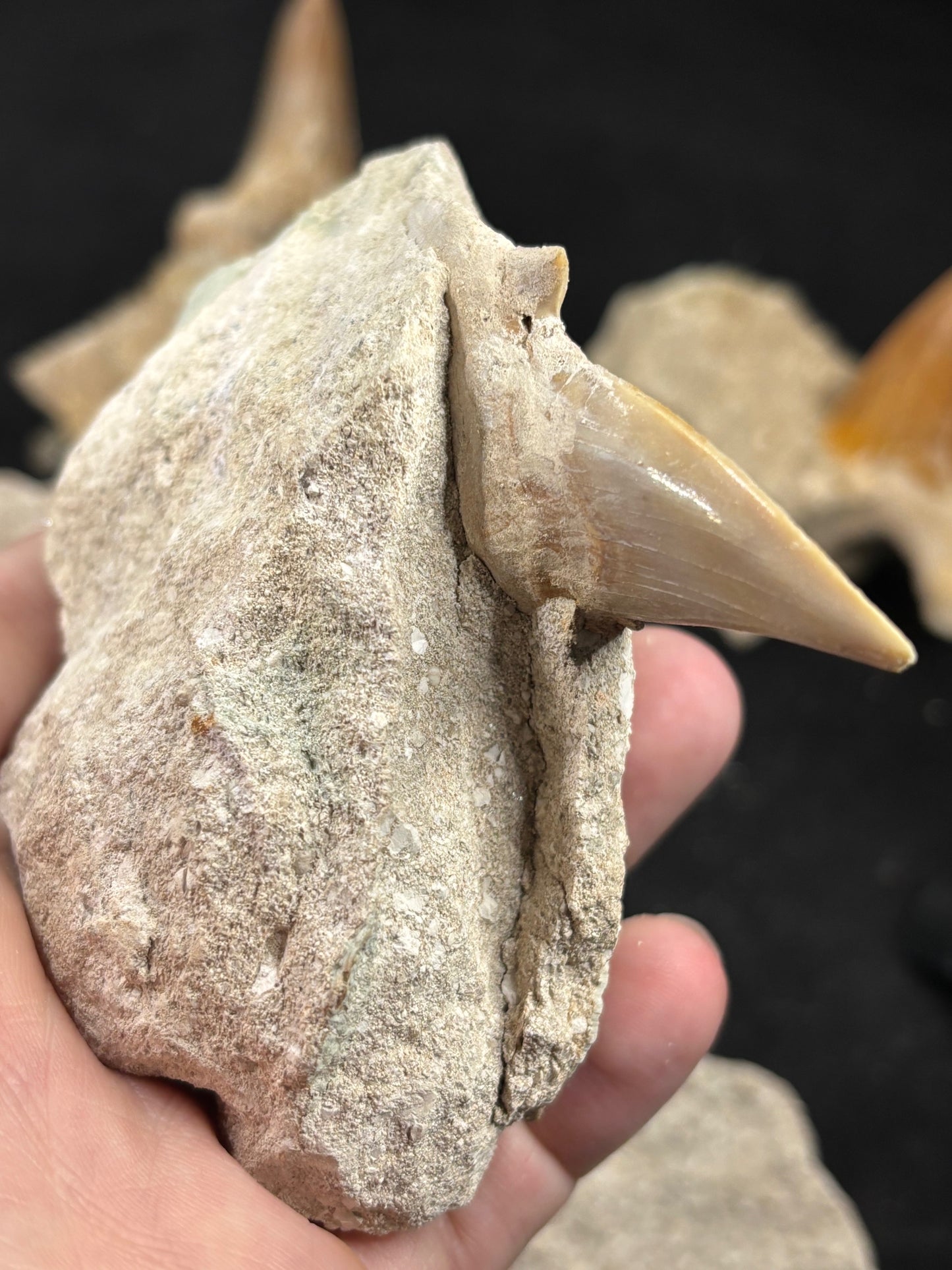 XL Haizahn in Matrix, Marokko Gattung: Otudus Obliquus