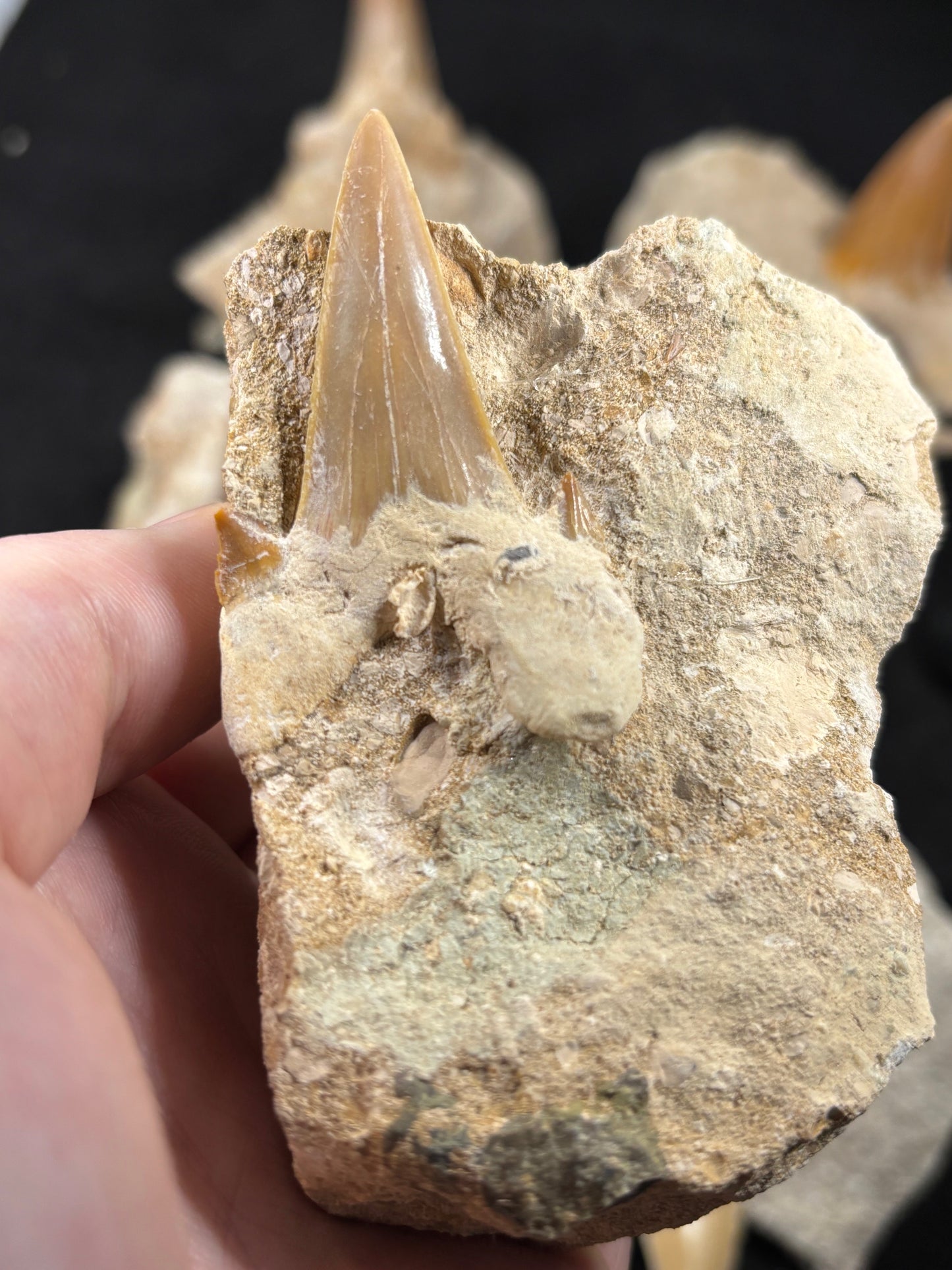 XL Haizahn in Matrix, Marokko Gattung: Otudus Obliquus