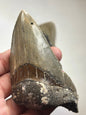 Megalodon Zahn XL völlig naturbelassen, sehr gute Qualität, Otudus Megalodon, Carcharocles Megalodon, Carcharodon