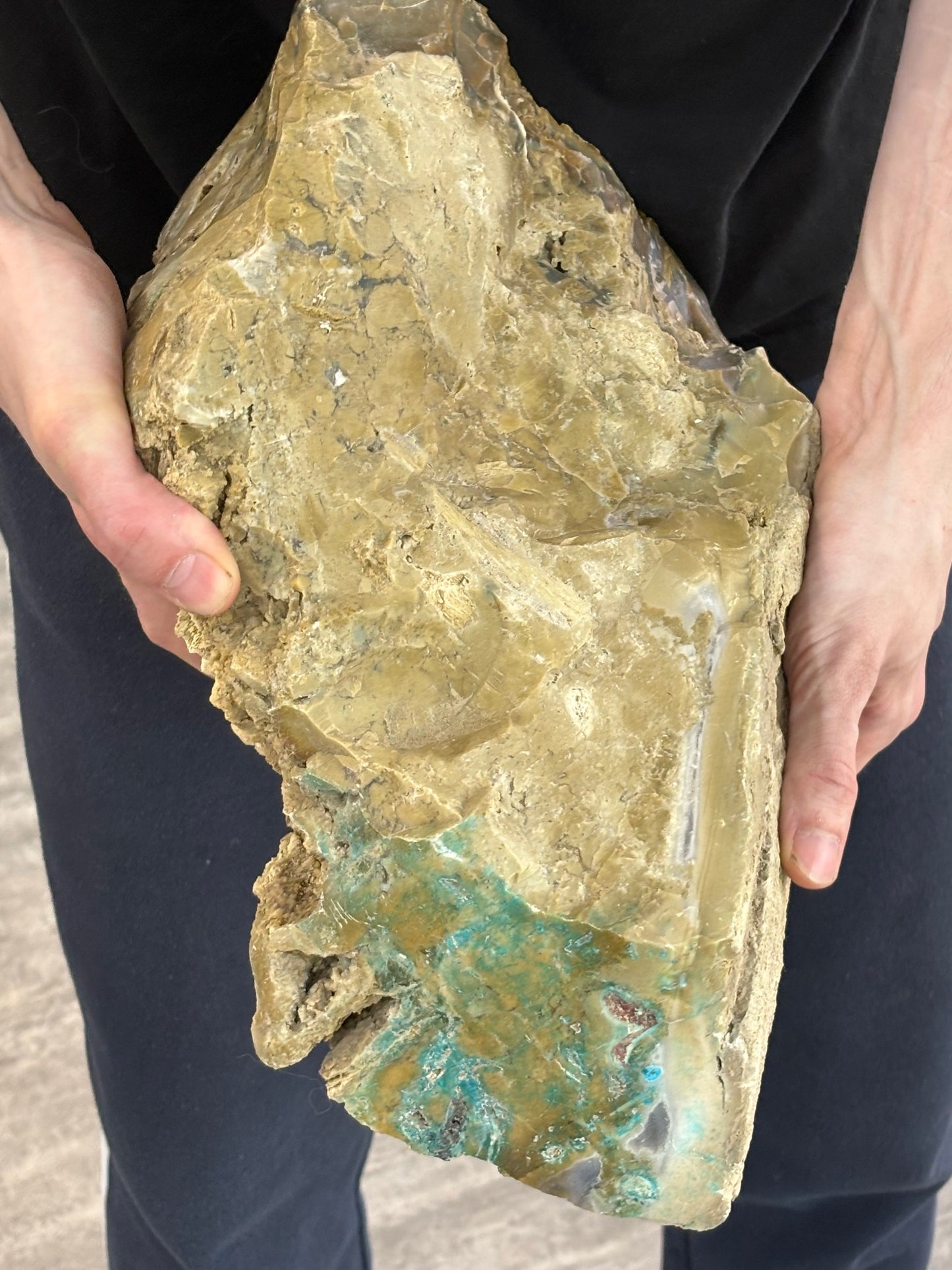Versteinertes Holz opalisiert XL mit Chrysokoll, beidseitig auf Hochglanz poliert, beste Qualität (Rarität) Chalcedon Holzopal Opalholz