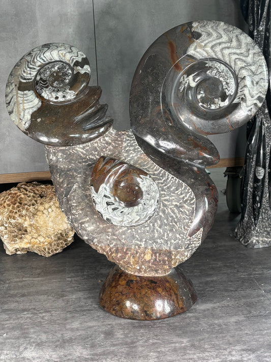 Ammoniten Goniatiten Skulptur XXL (ca. 20Kg) in bester Qualität, Fossilien Statue Rarität zum Großhandelspreis, Orthoceras Ammonitenwand