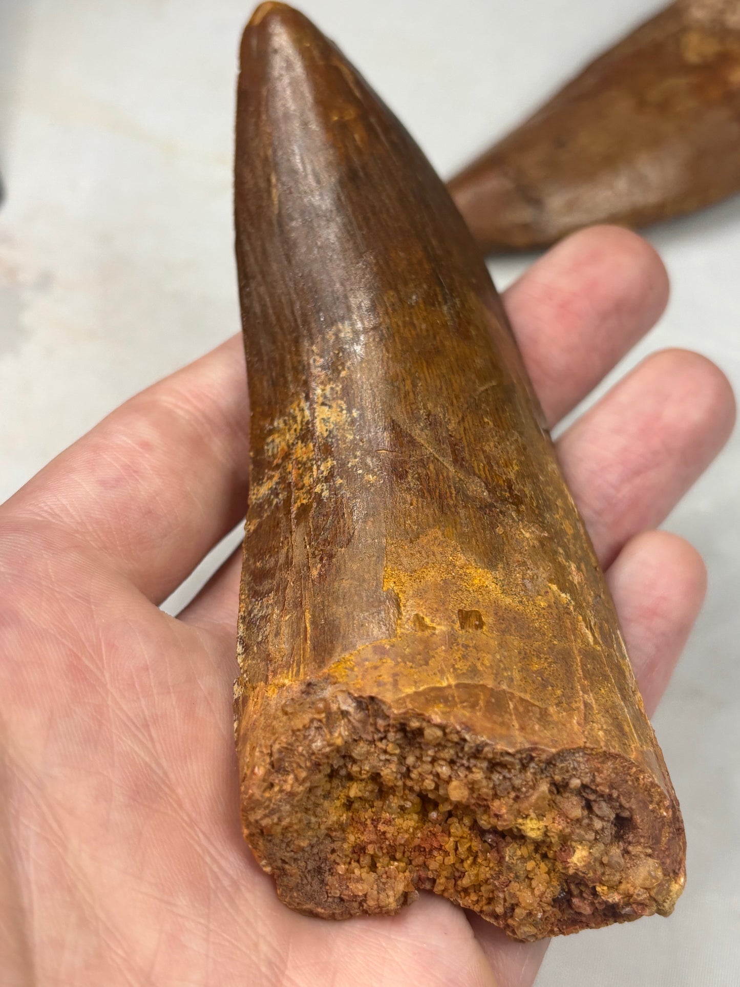 Carcharodontosaurus Zahn XXL, in bester Qualität alle über 12cm Länge, afrikanischer T-Rex