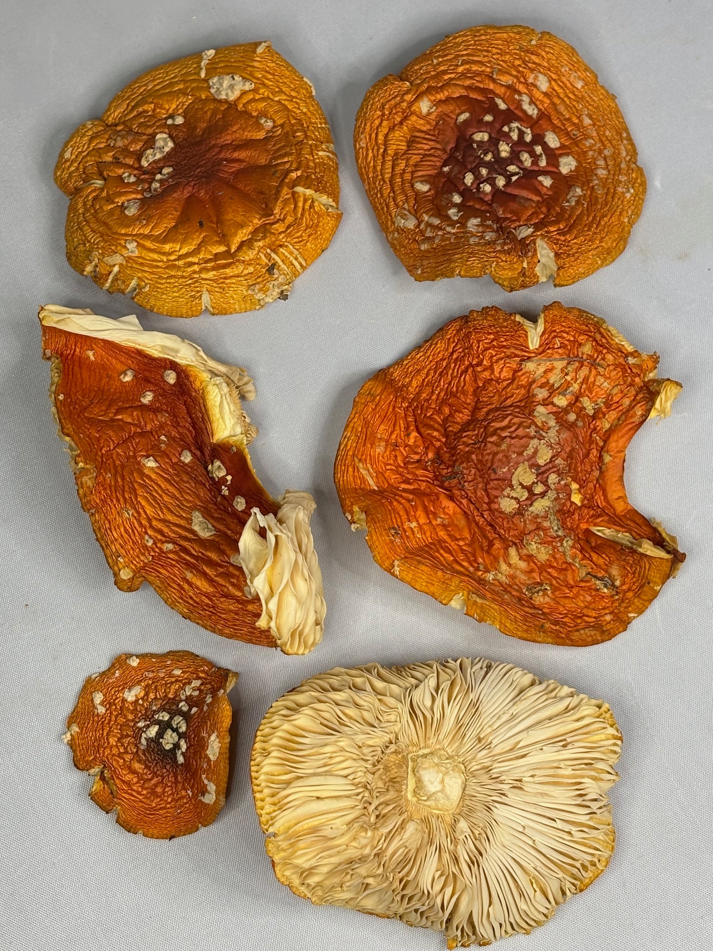 Fliegenpilz Kappen getrocknet, Österreich, 100% Sklerotium Amanita Muscaria, Roter Fliegenpilz, Fly agaric, Glückspilz
