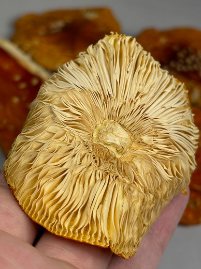 Fliegenpilz Kappen getrocknet, Österreich, 100% Sklerotium Amanita Muscaria, Roter Fliegenpilz, Fly agaric, Glückspilz